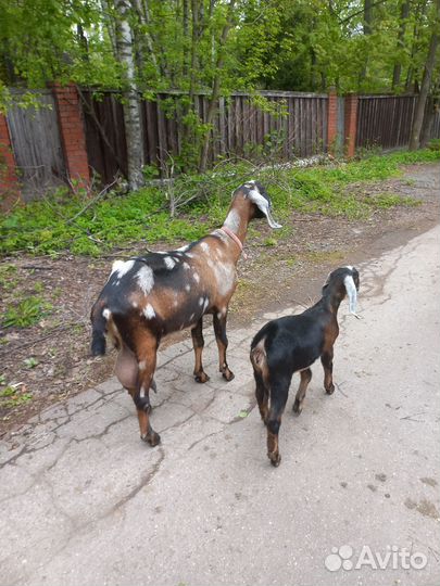 Англо нубийские козы