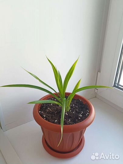 Панданус или винтовая пальма