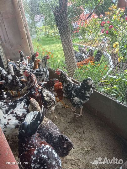 Петухи молодые 4.5 мес. На выбор