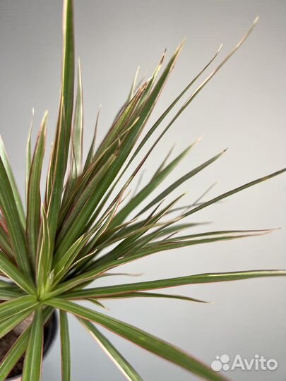 Драцена биколор