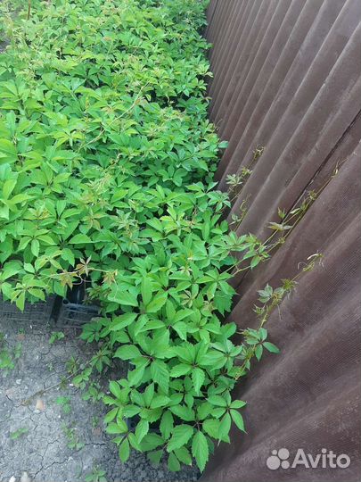 Девичий виноград