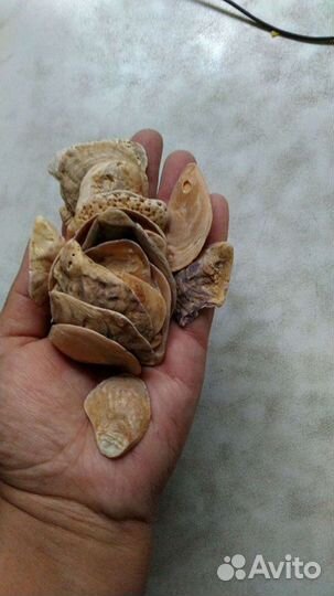 Ракушки для поделки и стёклышки