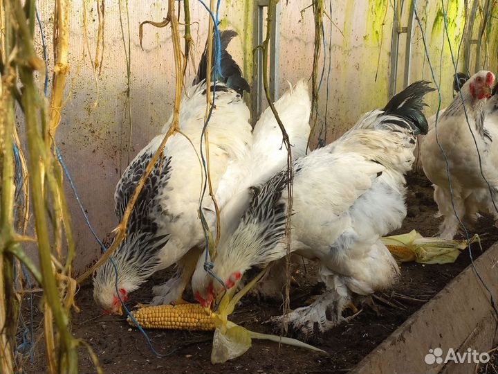 Молодые петухи Брама колумбийская