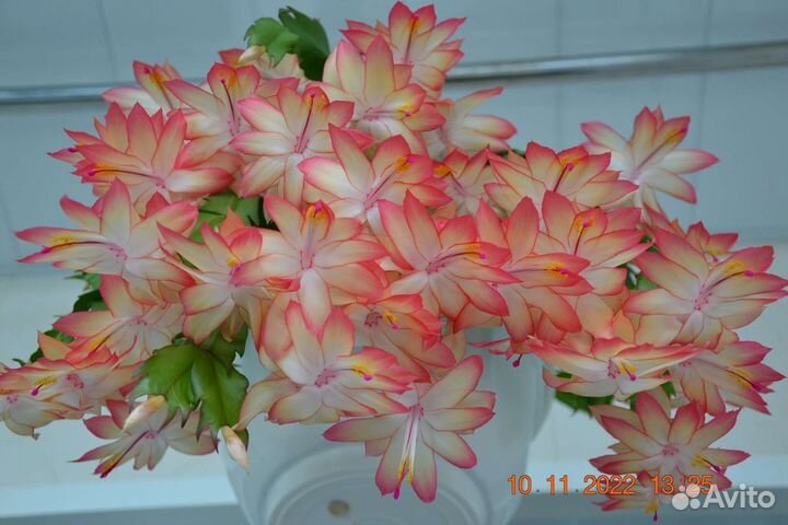 Сортовые декабристы