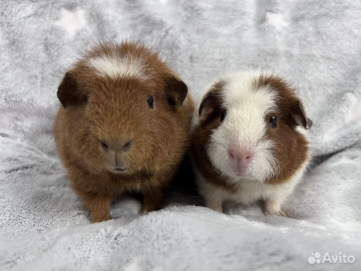 Морские свинки американский тедди девочки
