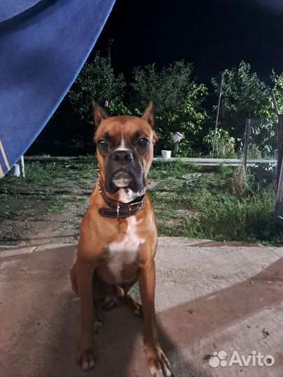 Боксер ищет девочку