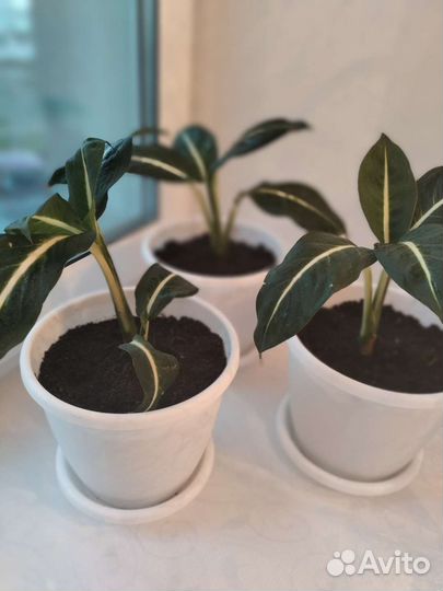 Диффенбахия Green Magic