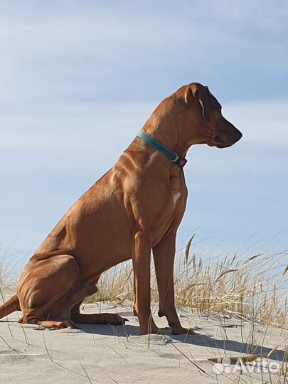 Родезийский риджбек