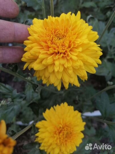 Корейская хризантема