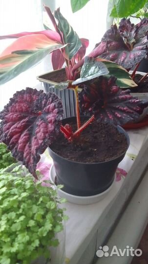 Комнатные цветы