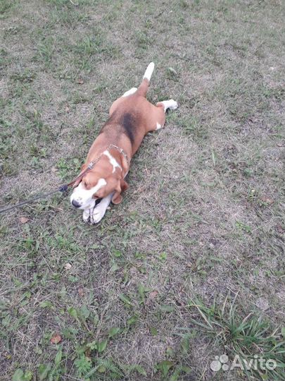 Передержка собак и кошек,догситтер,зооняня,зоогост