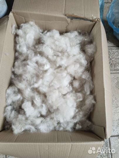 Шерсть самоеда