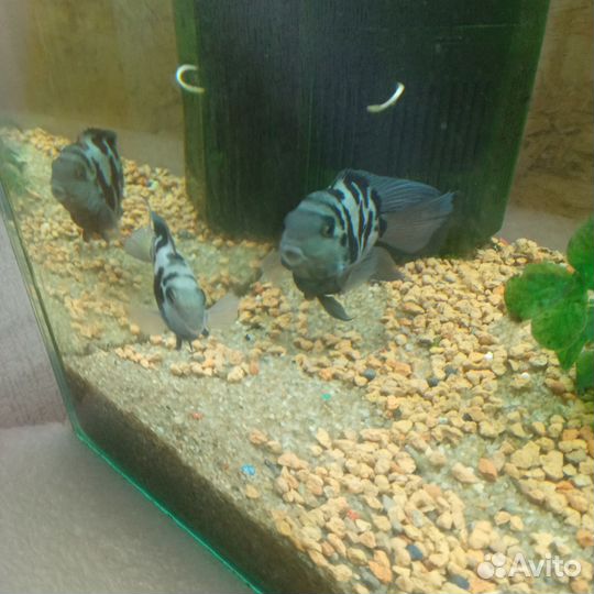 Продам рыбок