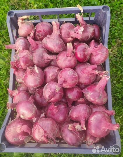 Красный лук Даниловский