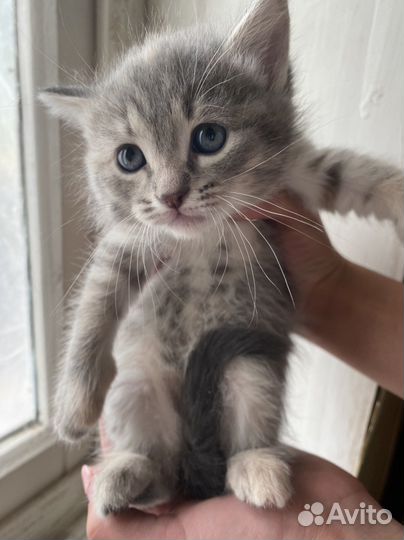 Котенок в дар бесплатно
