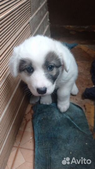 Митис хаски