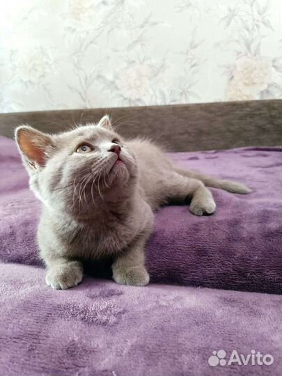 Британские котята