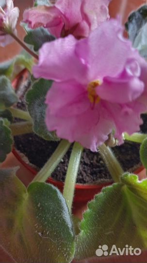 Сортовые фиалки