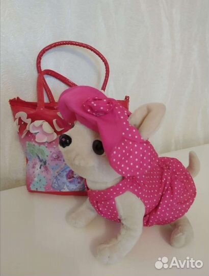 Собака Chi Chi love