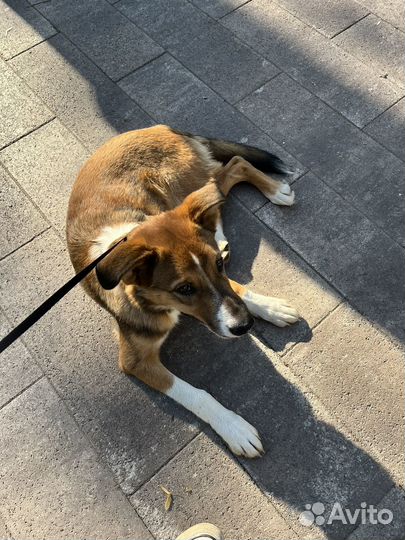 Щенок в добрые руки бесплатно