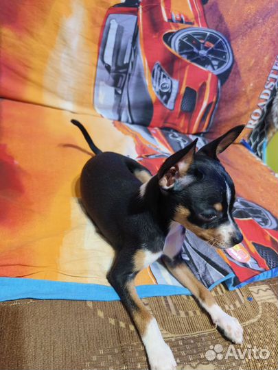 Щенок чихуа