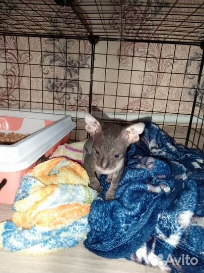 Продам сфинксов