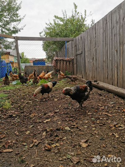 Молодые петушки