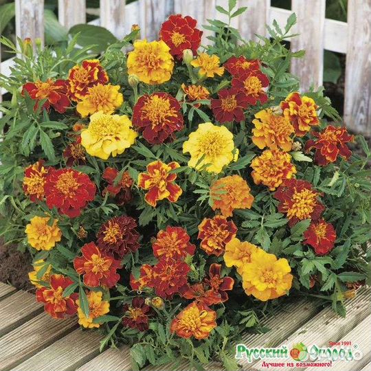 Семена бархатцев