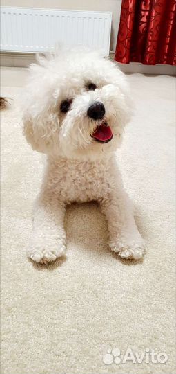 Зоогостиница, домашняя передержка животных