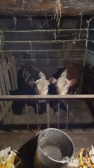 Продам бычка породы герефорд на племя