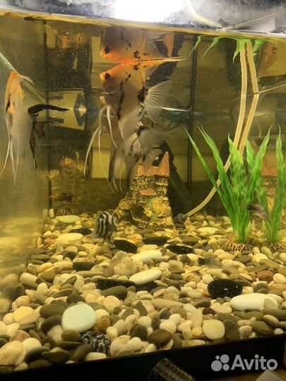 Аквариум с рыбками бу