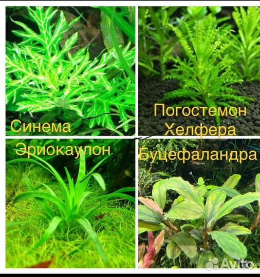 Аквариумные растения и креветки