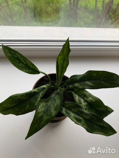 Аглаонема в пластиковом горшке