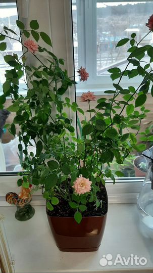 Роза комнатная домашняя