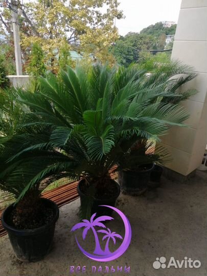 Пальмы Цикас большие