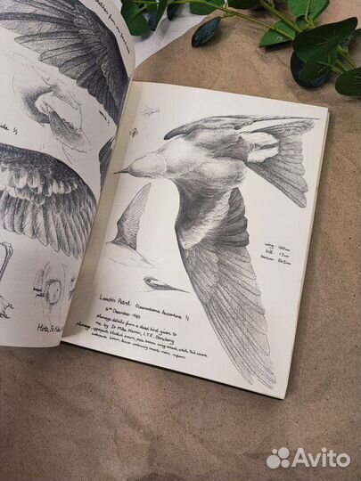 Скетчбук о дикой природе Англии