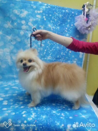 Стрижка животных(груминг)