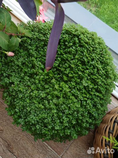 Солейролия