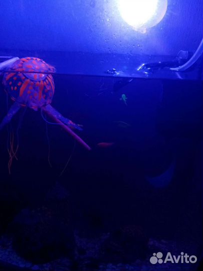 Аквариум со всем содержимым