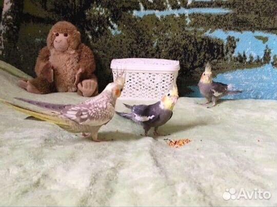 Говорящий попугай Корелла птенец