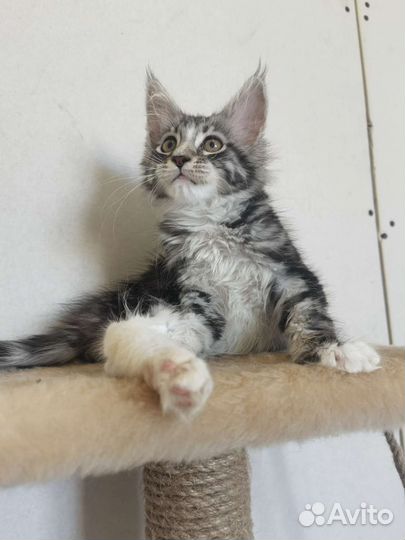 Котята мейн-кун