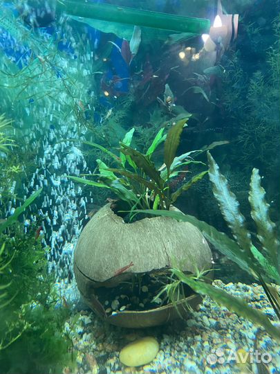 Растения для аквариума