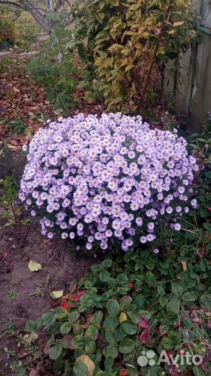 Октябринки (шаровая)