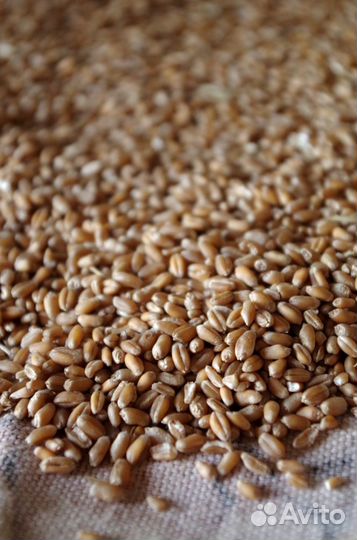 Пшеница 3 класс