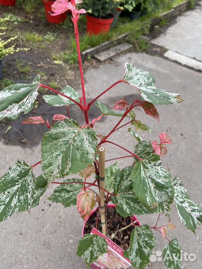 Клен в ассортименте