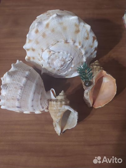 Морские ракушки