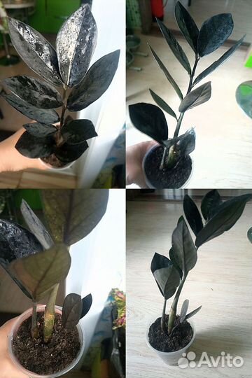 Замиокулька