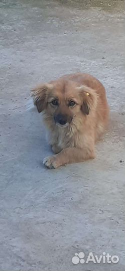 Собаки бесплатно