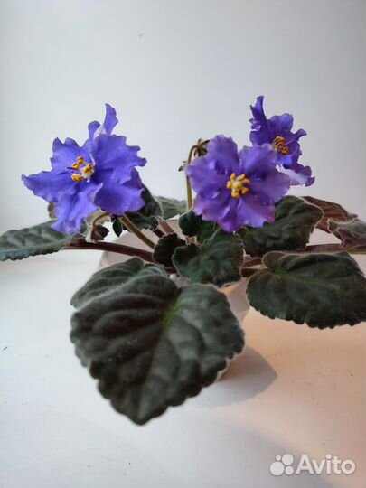 Фиалка Evening Splendor (спорт)