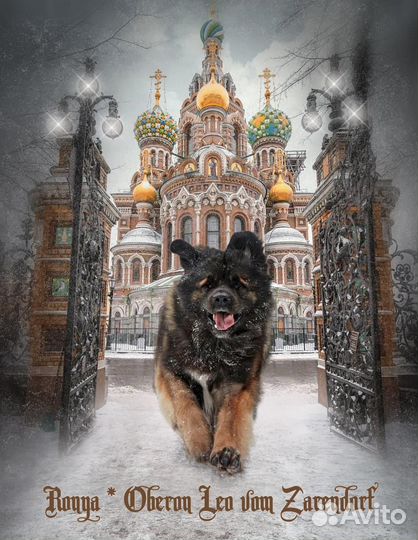 Щенки леонбергер